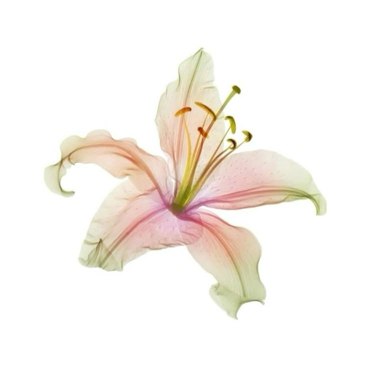 a pretty little flower